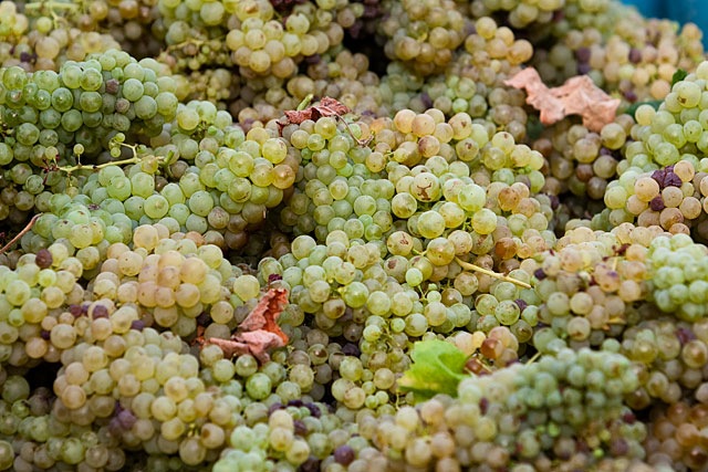 These Macabeo grapes will likely end up in the production of Cava, a Spanish sparkling wine. Grape Harvest in the Penedès wine region of Spain. August 2009. Image 04
