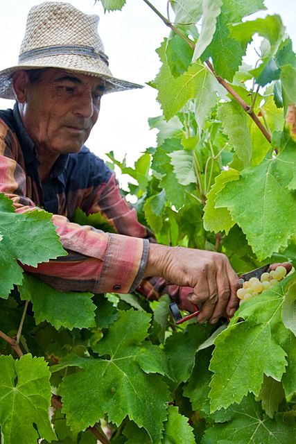 Hand harvesting allows for the selection of better grapes. Grape Harvest in the Penedès wine region of Spain. August 2009. Image 05