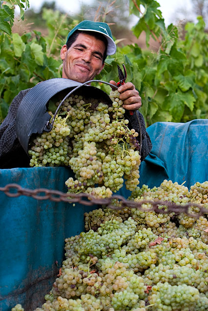 Grapes are transported directly to the winery to be crushed shortly after harvest to make sure they don't get to warm. Grape Harvest in the Penedès wine region of Spain. August 2009. Image 06